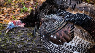 Pennsylvania State Forest Spring Gobbler [upl. by Ifar]