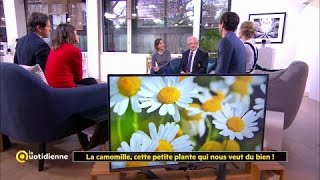 La camomille cette petite plante qui nous veut du bien [upl. by Myna]