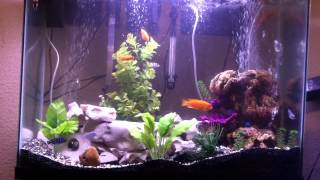 37 gallon cichlids tank [upl. by Eugor]