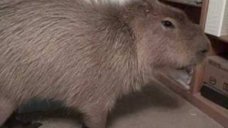 Caplin Rous in Capybara Scratches [upl. by Madigan]