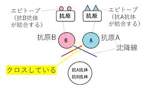 抗原抗体反応と沈降線【免疫】 高校生物基礎発展 [upl. by Sauveur]