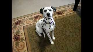 Andie the smart dalmatian puppy [upl. by Liss]