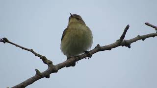 Common Chiffchaff Fowlmere RSPB Cambridgeshire 19517 [upl. by Enelrahc189]