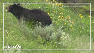 3yearold girl from Loon Lake attacked by bear while sleeping at Montana campground [upl. by Sontag]