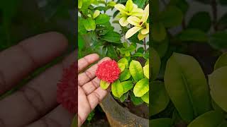 ixora plant care  gardening plants gardeningcare flowers sawn gardenflowers [upl. by Brendon]