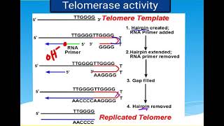 9 Cell biology  DNA replication end and Telomeres  RNA transcription شرح بالعربي [upl. by Anelys]