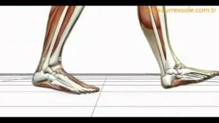 Advanced Biomechanics Overpronation Animation [upl. by Monda393]