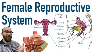 Female Reproductive System  Structure and Function [upl. by Ahsinrat303]