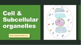 Cell and subcellular organelles biochemistry [upl. by Ylek352]