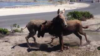 Wild Donkey Playing On Grand Turk Island [upl. by Januisz295]