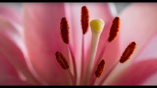 Reveal the bioenergetics of pollen tube growth that sustain its rapid growth  Dr Boon Leong LIM [upl. by Kittie]