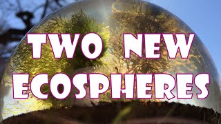 Two New Ecospheres 🍾 Sealed Jar Aquariums [upl. by Doscher]