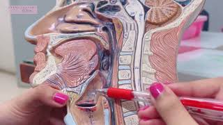 Pharynx Model Anatomy Ospe  Explaining surrounding structures [upl. by Acirretahs999]