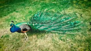 Male Peacock Mating Dance display with beautiful feathers colours and Love sound funny animals video [upl. by Dominus]