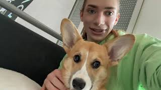 Wir bekommen ein Welpen Corgi Vlog I OMG I Fabilune [upl. by Malissia24]