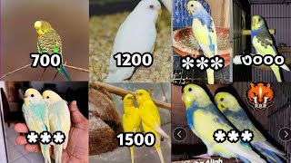 বাজরিগার পাখির দাম 2024  পাখি পালন  Budgerigar Bird price In Bangladesh 2024 [upl. by Seely]