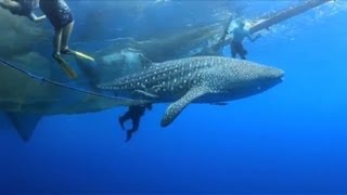 Whale shark freed from Indonesian fishing net [upl. by Nihsfa]