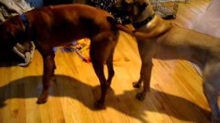 Ari and Julius  Rhodesian Ridgebacks playing [upl. by Alrats]