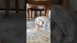 Funny and cute baby bunny rabbit videos 🐰 cute bunny 🐇 baby bunny 🥰 funny bunny videos 🤣 [upl. by Okajima]