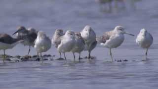 Nordmanns Greenshank Tringa guttifer [upl. by Adnilahs]