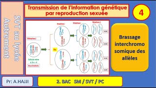 Brassage interchromosomique des allèles description détaillée  exemples dillustration [upl. by Leis]