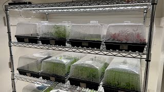 New Aquarium Plant Rack  Propagation Domes  Rooted Water Wisteria [upl. by Llenra]