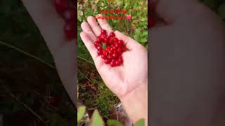 Lingonberry picking from this autumn 2024naturefinlandshorts ❤️ [upl. by Richer862]