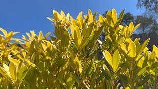 Illicium Parviflorum Florida Sunshine My favorite lowmaintenance shrub to brighten a garden [upl. by Ycinuq]