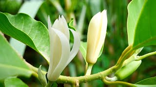 Picking up White Champaca or Magnolia champacaMichelia champaca in my garden [upl. by Carolin499]