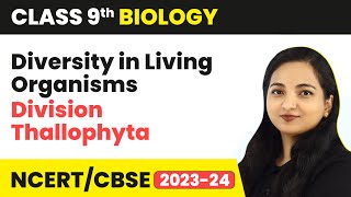 Division Thallophyta  Diversity in Living Organisms  Class 9 Biology  202324 [upl. by Dael601]