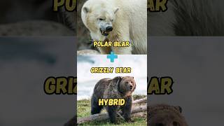 What happens when a Grizzly bear and Polar Bear have a baby shorts bears [upl. by Trace]