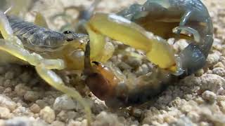 Huge Titan Bugs  Centipede Camel Spider Scorpion [upl. by Holzman188]