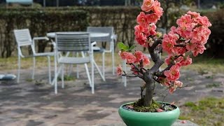 Flowering Quince Bonsai  Chaenomeles speciosa [upl. by Aileon315]