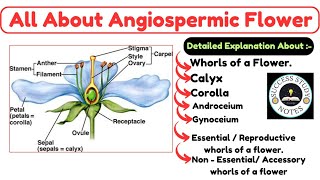 Calyx and corolla  Androceium and Gynoceium Class 12  Whorls of a flower  Angiosperms class 12 [upl. by Shepard]