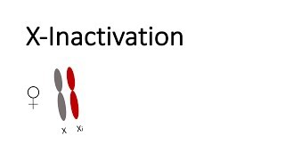 How X Chromosome is inactivated Xinactivation cycle and dosage compensation [upl. by Corvin415]