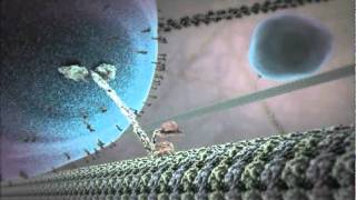 The Inner Life of the Cell Animation [upl. by Jolda]