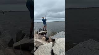 Shark on the Rocks fishing floridafishermen floridasportfishingshark catchandrelease [upl. by Shaddock538]