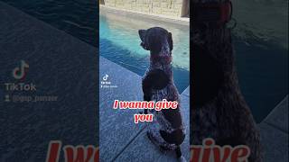 wanna give you German Shorthaired Pointer GSP puppy 🤔🙃🐶new shorts ytshorts viral viralshorts [upl. by Laspisa]