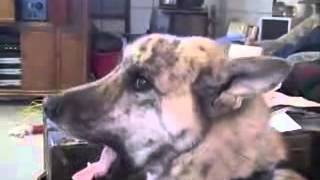 Really funny video This dogs loves bacon The Maple Kind [upl. by Anirahtak]