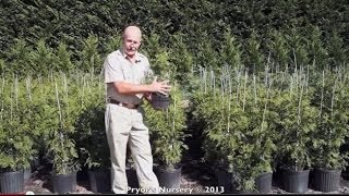 How Thuja Green Giants Evergreens are Grown At Pryors Nursery in Maryland [upl. by Rutra377]