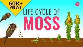 What is the Lifecycle of a Moss  Biology  Extraclasscom [upl. by Luke]