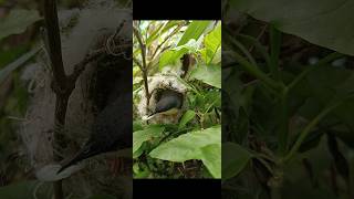 चिड़िया का घोंसला बुनना  ashy prinia Bird making next  birds nest making [upl. by Mirabelle]