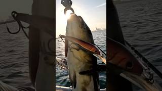 4 kg Cobia vs Nomad DTX Minnow [upl. by Maeve40]