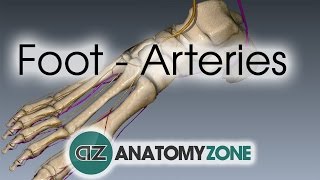 Foot Arteries  3D Anatomy Tutorial [upl. by Aw]