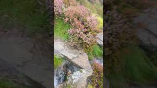 NantFfrancon Bangor Gwynedd NorthWales Wales UK Hikes Nature SnowdoniaNationalPark YGarn [upl. by Onitsirc599]