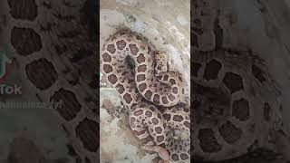 Crotalus Triseriatus serpiente de cascabel es una serpiente venenosa que habita en México [upl. by Ahsiyt]