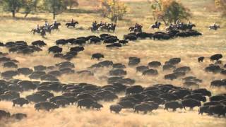 2014 Custer State Park Buffalo Roundup [upl. by Mirth]