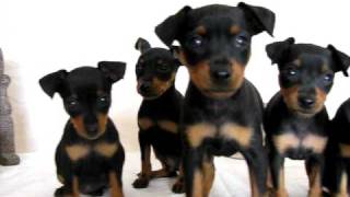 chiot pinscher toy [upl. by Annaynek728]