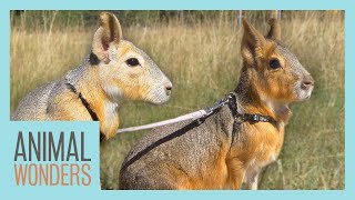 Can You Walk Two Cavies At the Same Time [upl. by Zeus]