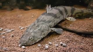 Bichir Polypterus Feeding Ornate Delhezi Ansorgii Weeksii Endlicheri quotTodziquot and more [upl. by Fine]